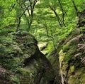 Close up ecology nature landscape.