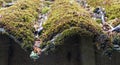 Close-up of the edge of a wavy roof covered with dense light green moss, twigs, dried leaves, cobwebs. Moss-covered slate