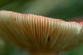 Close Up Edge of Wild Mushroom Royalty Free Stock Photo