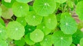 Close-up of edible, bright green nasturtium leaves, round and showing white veins. In a homegrown backyard organic garden. Plant