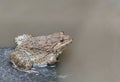 Close up edible frog amphibian animal in concrete tank habitat Royalty Free Stock Photo