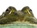 Close-up of an Edible Frog facing, Pelophylax kl. esculentus