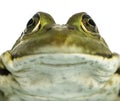 Close-up of an Edible Frog facing, Pelophylax kl. esculentus