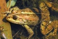 Close up of edible frog Royalty Free Stock Photo