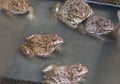 Close up edible frogs amphibian animal in concrete tank habitat