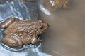 Close up edible frogs amphibian animal in concrete tank habitat