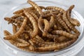 Close-up of edible insects