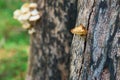 A close-up of an edible mushroom growing from a tree trunk in the forest