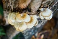 A close-up of an edible mushroom growing from a tree trunk in the forest