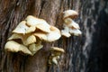 A close-up of an edible mushroom growing from a tree trunk in the forest