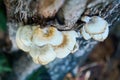 A close-up of an edible mushroom growing from a tree trunk in the forest