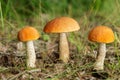 Edible mushrooms in a forest