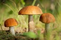 Edible mushrooms in a forest