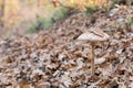 Close up of edible parasol mushroom Macrolepiota procera or Lepiota procera on fallen foliage nature background Royalty Free Stock Photo