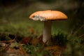 close-up of edible russula mushroom with broken cap in the forest.