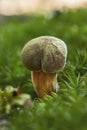 Close up of edible Suillus collinitus mushroom on the forest Royalty Free Stock Photo