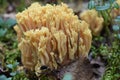 Close up of an edible yellow coral fungi
