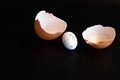 Close up egg shell in two parts and a small white quail Royalty Free Stock Photo
