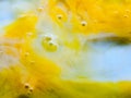 Close up egg yolk macro shot food yellow and white texture liquid bubbles Royalty Free Stock Photo