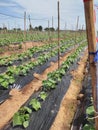 eggplant field, agriculture, growing