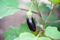 Close up eggplant or fresh solanum melongena hanging on tree in vegetable farm background