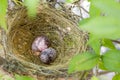 Close up eggs bird in nest on tree