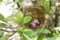 Close up eggs bird in nest on tree Royalty Free Stock Photo