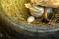 Eggs from Chinese gray geese that is spawn in old tires.