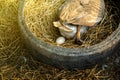 Eggs from Chinese gray geese in old tires.