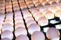 Close-up of eggs on a conveyor belt in a special back-lit bunker to check for micro cracks in the shell. Poultry farm. Industrial Royalty Free Stock Photo