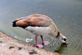 A close up of an Egyptian Goose Royalty Free Stock Photo