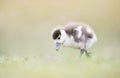 Close up of a Egyptian goose gosling in grass Royalty Free Stock Photo
