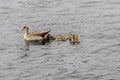 Close Up Egyptian Goose Swimming With Five Young Ones At Amsterdam The Netherlands 27-6-2020