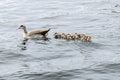 Close Up Egyptian Goose Swimming With Five Young Ones At Amsterdam The Netherlands 27-6-2020