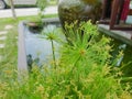 Close up of Egyptian papyrus plant on blurred background.