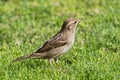 Close up of an Egyptian sparrow standing in short grass