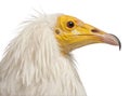 Close-up of Egyptian Vulture, Neophron percnopterus Royalty Free Stock Photo