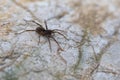 Close-up of an eight legged brown wolf-spider on a rock Royalty Free Stock Photo