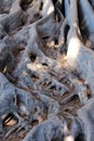 Close up of elaborate root structure of a Moreton Bay Fig Tree in Balboa Park, San Diego, California