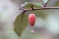 close up Elaeagnus pungens is a species of flowering plant in the family Elaeagnaceae