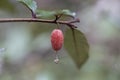 close up Elaeagnus pungens is a species of flowering plant in the family Elaeagnaceae