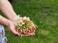 Close-up of Elaeocarpus flowers on palm old woman. Beautiful flowers with green nature background. Space for text Royalty Free Stock Photo