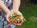 Close-up of elaeocarpus grandiflorus on hands old woman Royalty Free Stock Photo