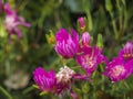 Close up of Elands Sourfig, Carpobrotus acinaciformis, succulent creeping perennial pink flowers with dew drops on green