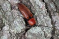 The close-up of the Elater ferrugineus, the rusty click beetle