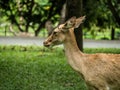 Close-up Eld`s deer or Brow-antlered deer Rucervus eldii thamin standing on the lawn Royalty Free Stock Photo