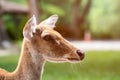Close up of Eld`s deer head shot Royalty Free Stock Photo