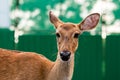 Close up of Eld`s deer head shot Royalty Free Stock Photo