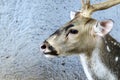 Close up Eld's deer Royalty Free Stock Photo