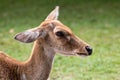 Close up of Eld& x27;s deer head shot Royalty Free Stock Photo